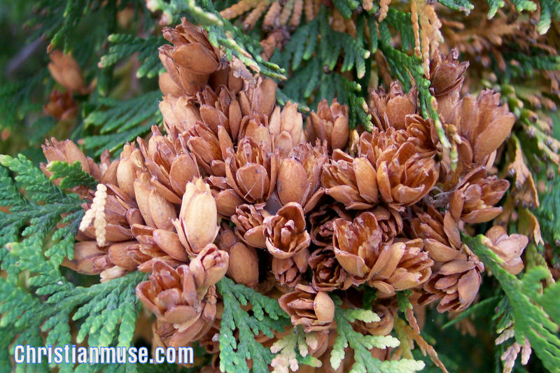 Cones (female) of the Eastern White Cedar