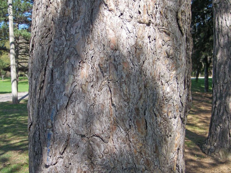 Bark of the Austrian Pine