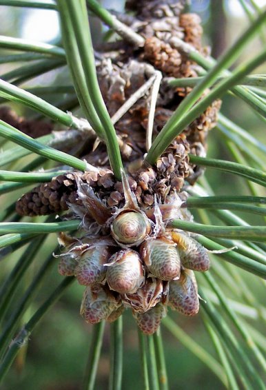 Buds of the Austrian Pine