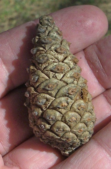 Cone of the Austrian Pine