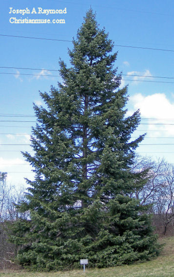 Balsam Fir