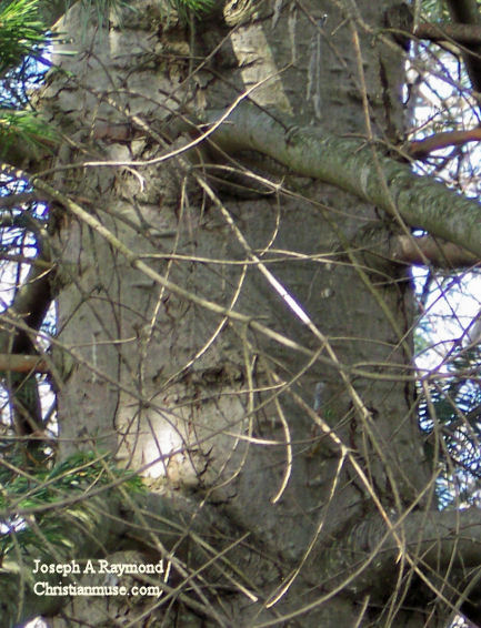 Bark of the Balsam Fir