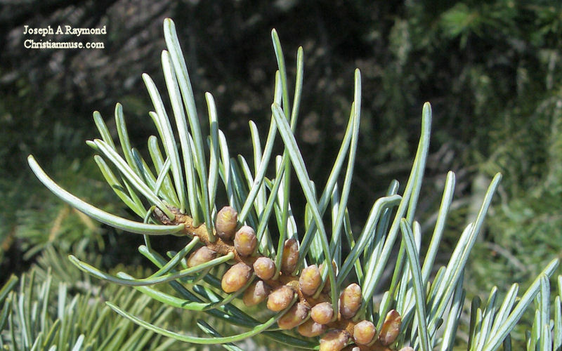 Needles and Buds of the Balsam Fir