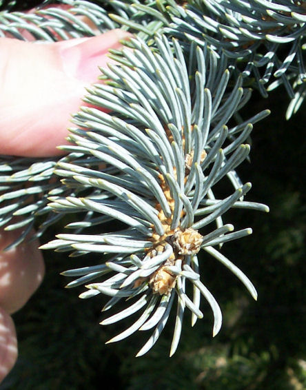 Needles of the Blue Spruce