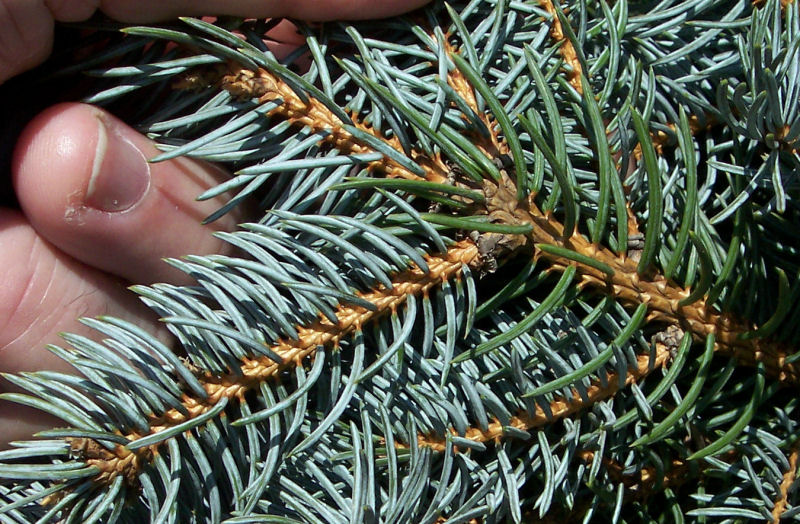 Reverse side of the Blue Spruce