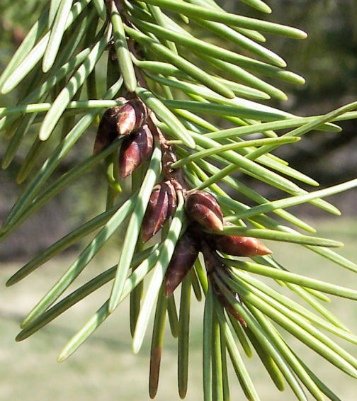 Needles and Buds of the Douglas Fir