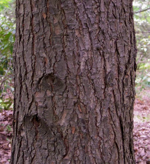 eastern hemlock bark