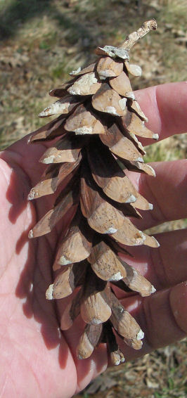 Cone of the Eastern White Pine