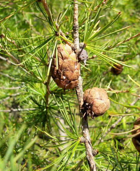 Needles and Cones of the European Larch