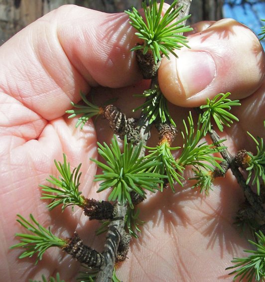 Developing Needles of the European Larch