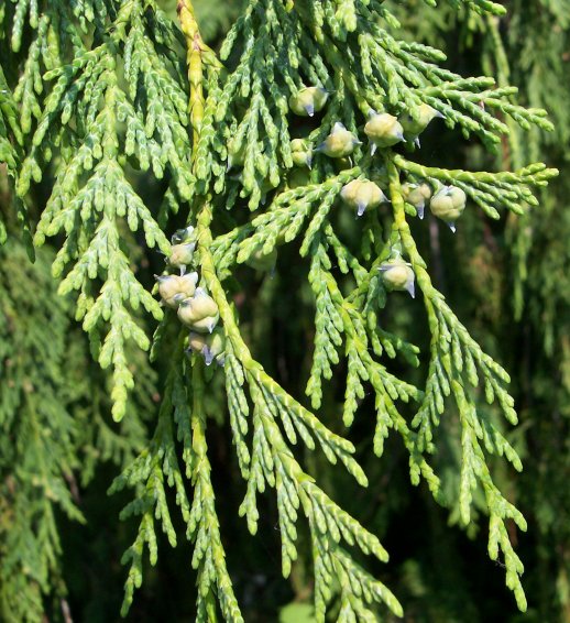 Needles and Cones of the False Cypress