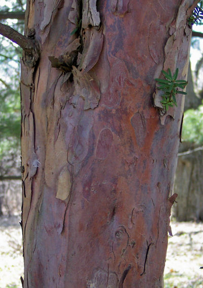 Bark of the Japanese Yew