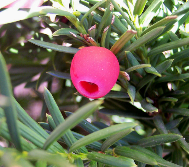 Berry of the Japanese Yew