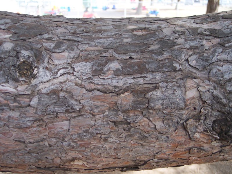 Red Pine, bark of one of the branches, matches trunk.