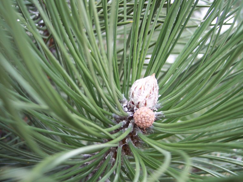 Red Pine, bud and developing female cone