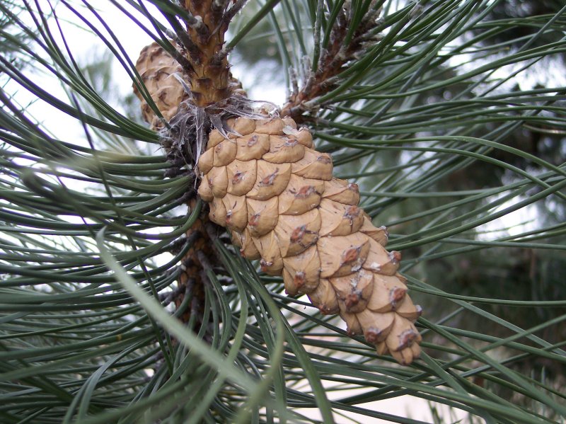Red Pine, maturing cone