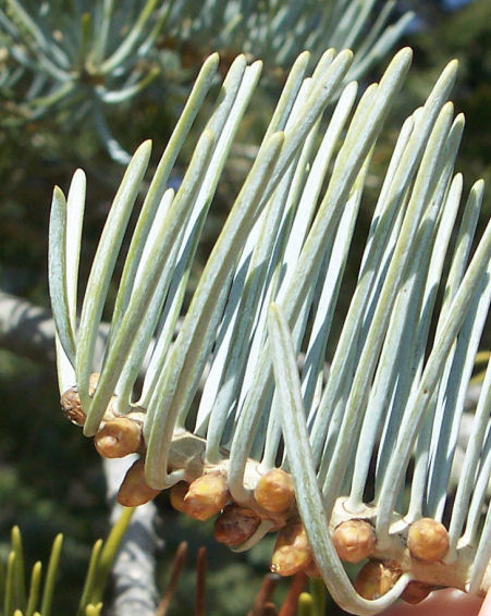 Needles and Buds of the White Fir