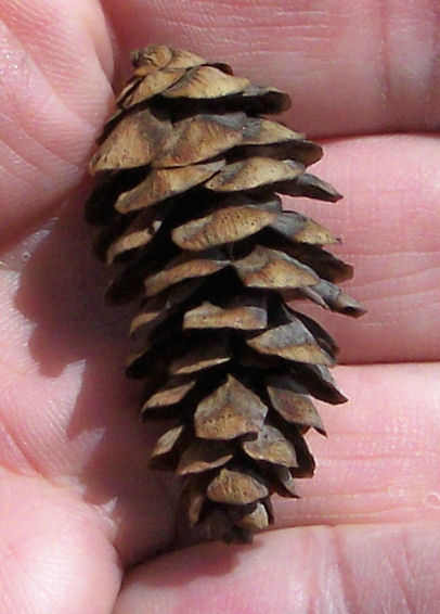Cone of the White Spruce