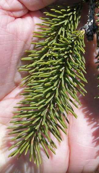 Needles of the White Spruce