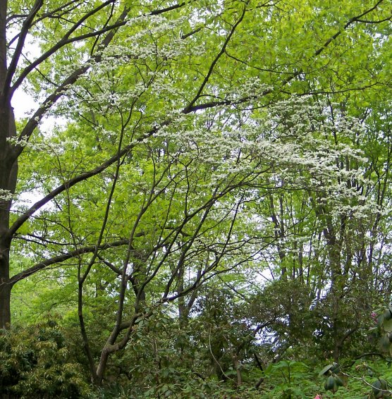 Eastern Flowering Dogwood