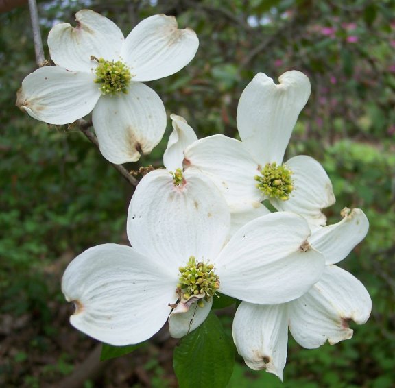 Flower of the Eastern Flowering Dogwood