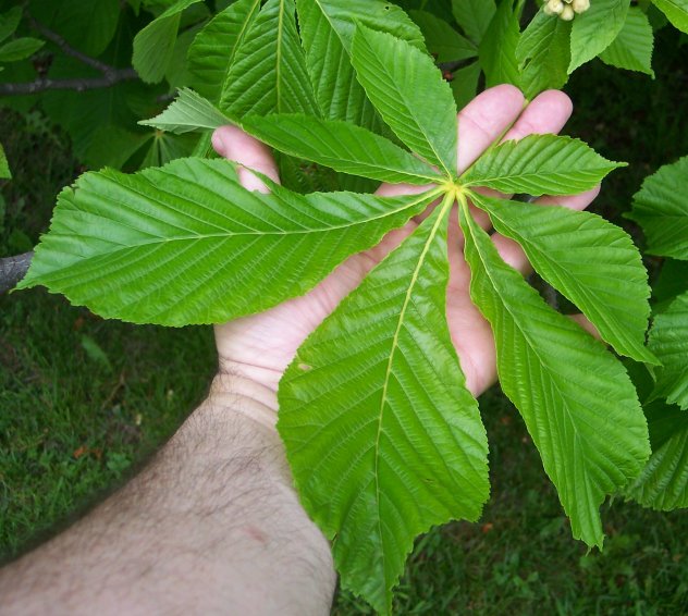 Leaf of the Horsechestnut