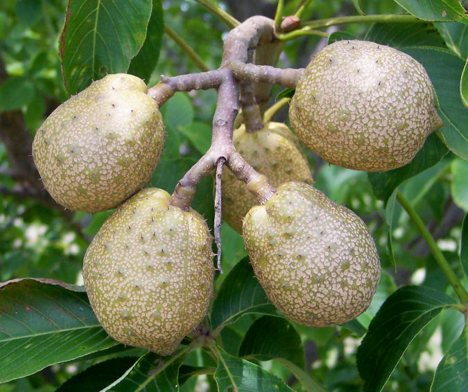 Fruit of the Ohio Buckeye