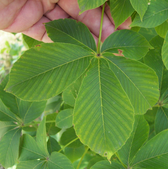 Leaf of the Ohio Buckeye