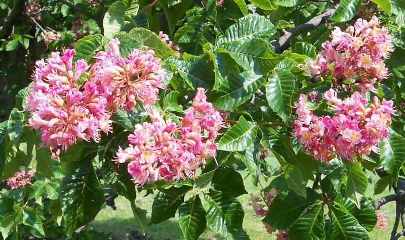 Leaves and Flowers of the Ruby Red Horsechestnut