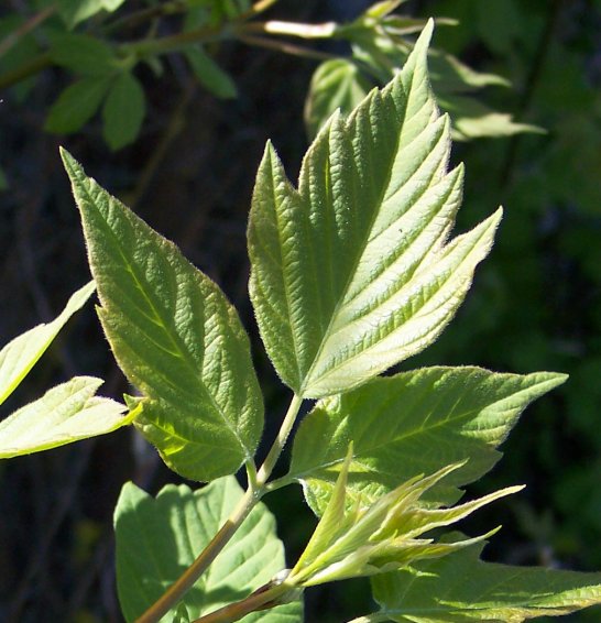 Leaf of the Manitoba Maple