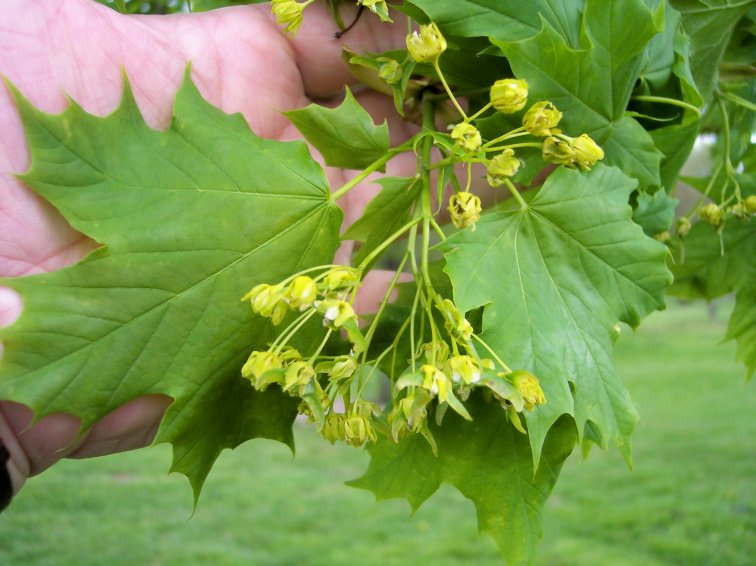 Flower and Leaf of the Norway maple