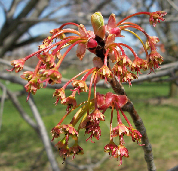 Flowers of the Red Maple