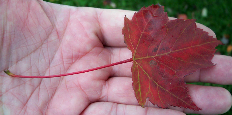 Fall Leaf of the Red Maple