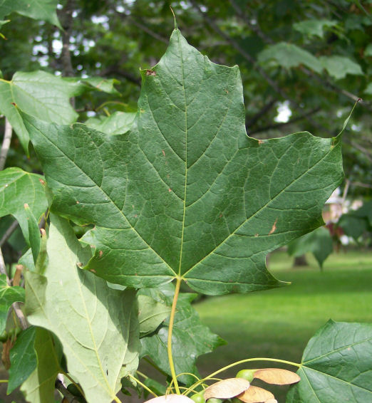 Leaf of the Sugar Maple