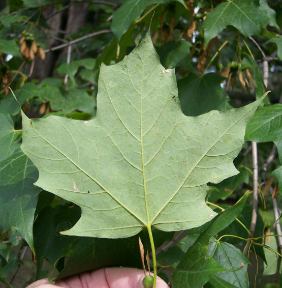 Reverse Leaf of the Sugar Maple