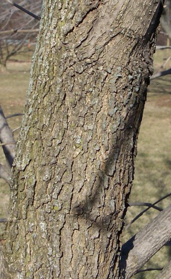 Trunk of the Blue Ash
