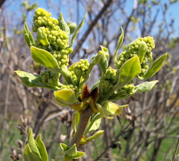 Bud and leaves of the Common Lilac