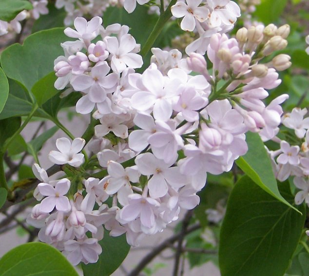 Flowers of the Common Lilac