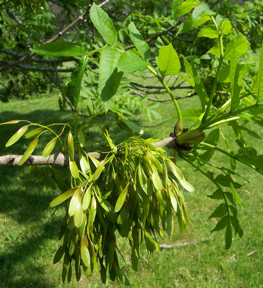 Seeds and leaves of the European Ash