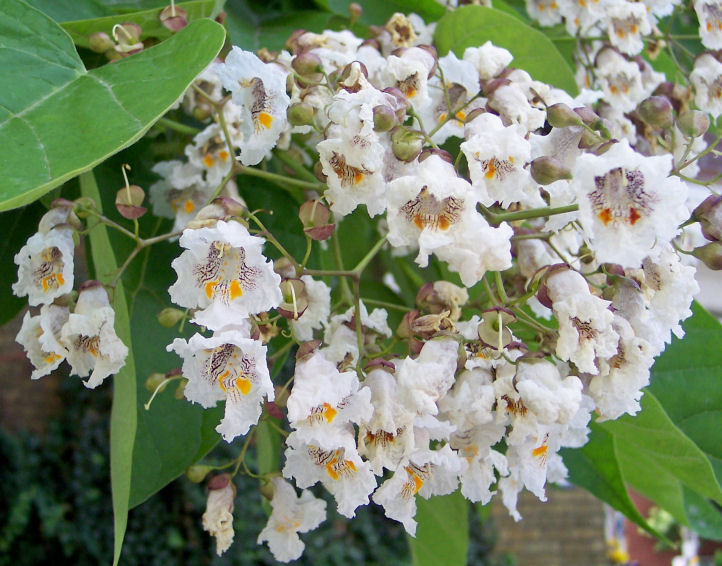 Flowers of the Northern Catalpa