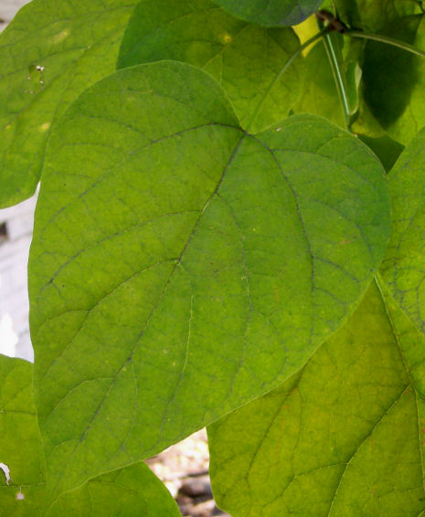 Leaf of the Northern Catalpa