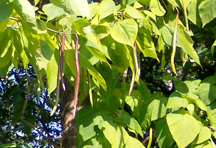 Leaves and Fruit of the Northern Catalpa