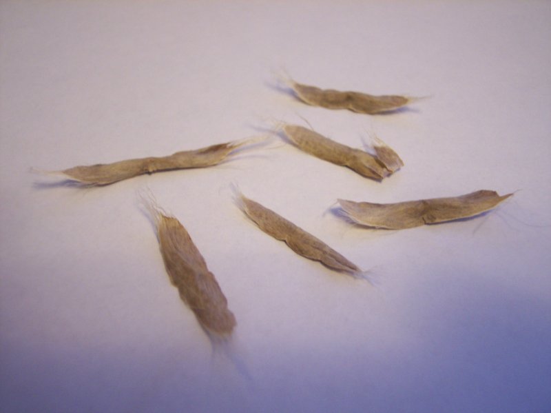 Northern Catalpa Seeds taken from within long brown pods.